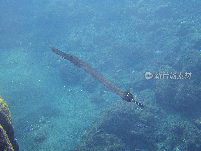 La Palma, Playa de los canajos的喇叭鱼(Aulostomus maculatus)， Cumbre Vieja火山爆发造成的浑浊的水，以及水中存在的火山灰。